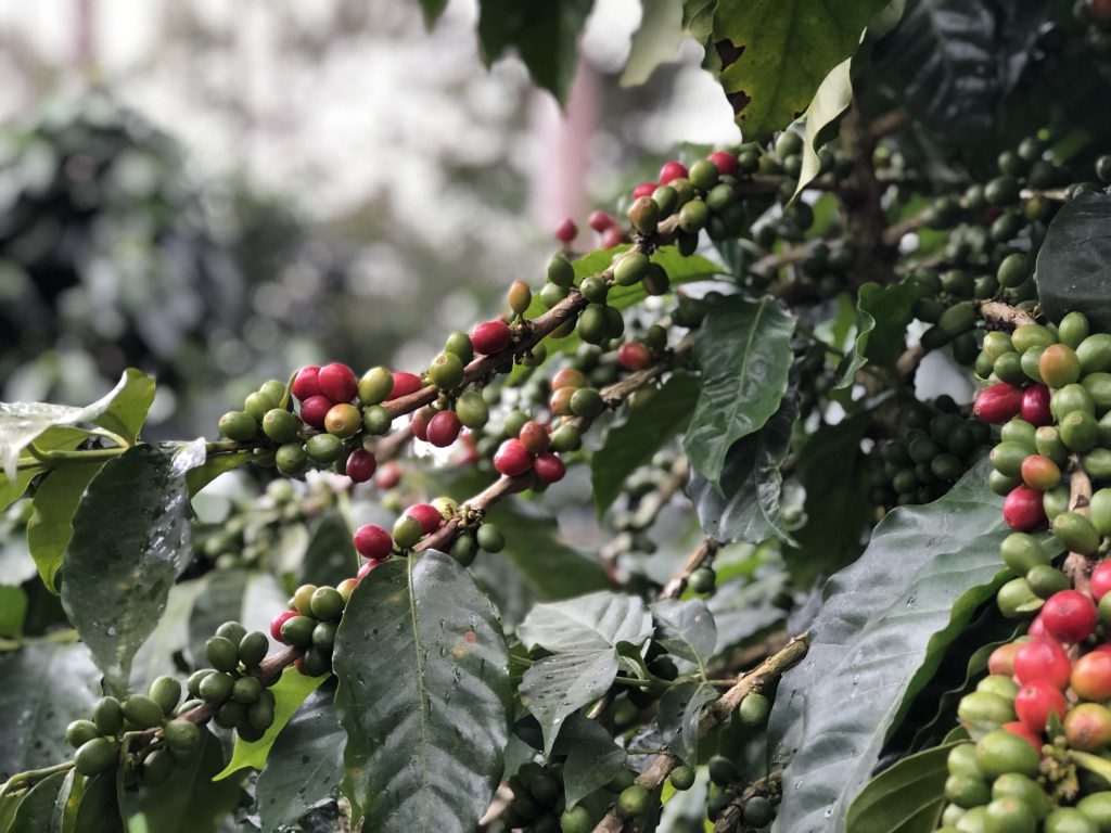 Spirit Mountain Coffee – Organic Coffee Plantation & Ecological Reserve