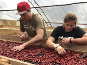 Coffee picking at Spirit Mountain