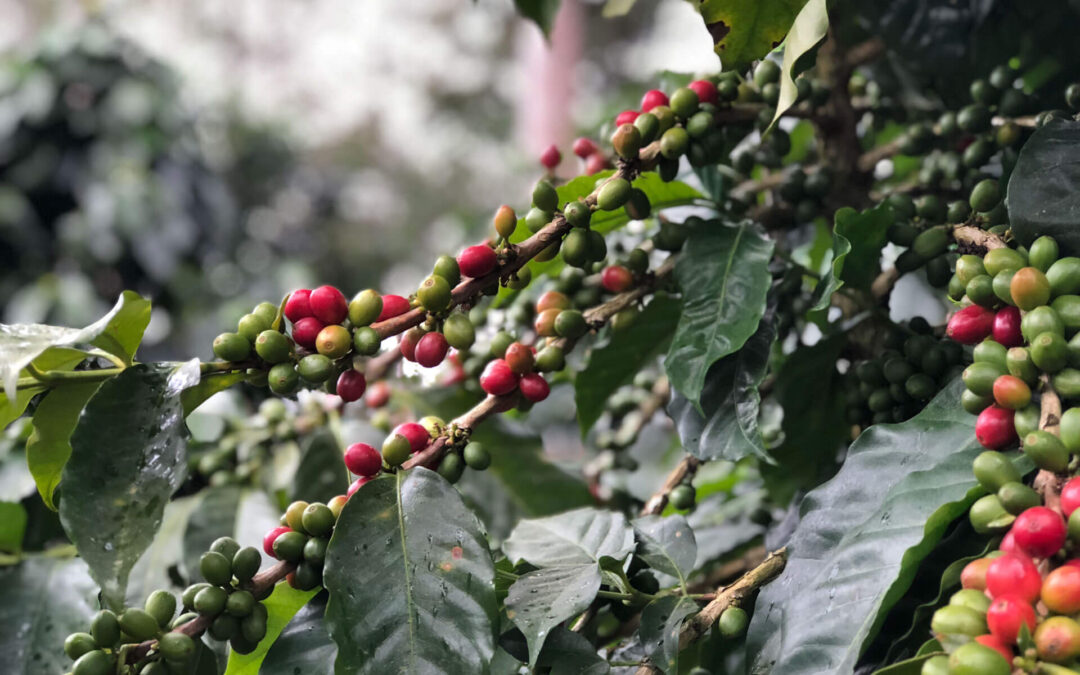 THE COFFEE FARM… A HISTORY LESSON