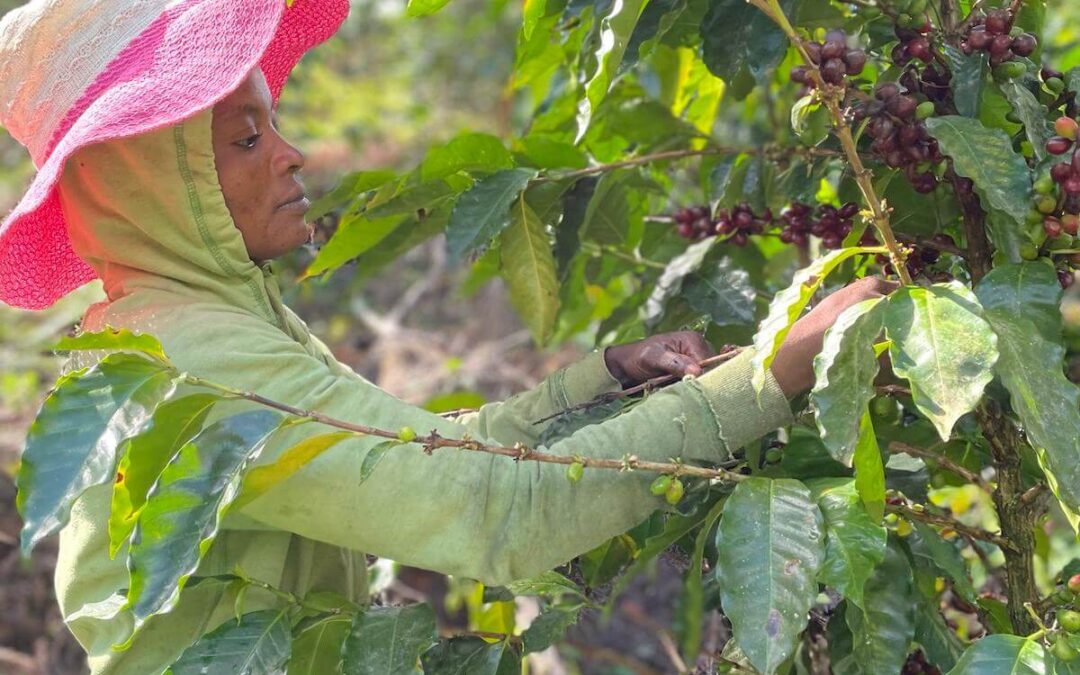 Spirit Mountain: Growing Coffee, Replanting Forests, and Surviving the Jungle