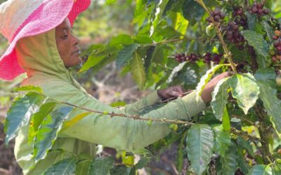 Spirit Mountain: Growing Coffee, Replanting Forests, and Surviving the Jungle