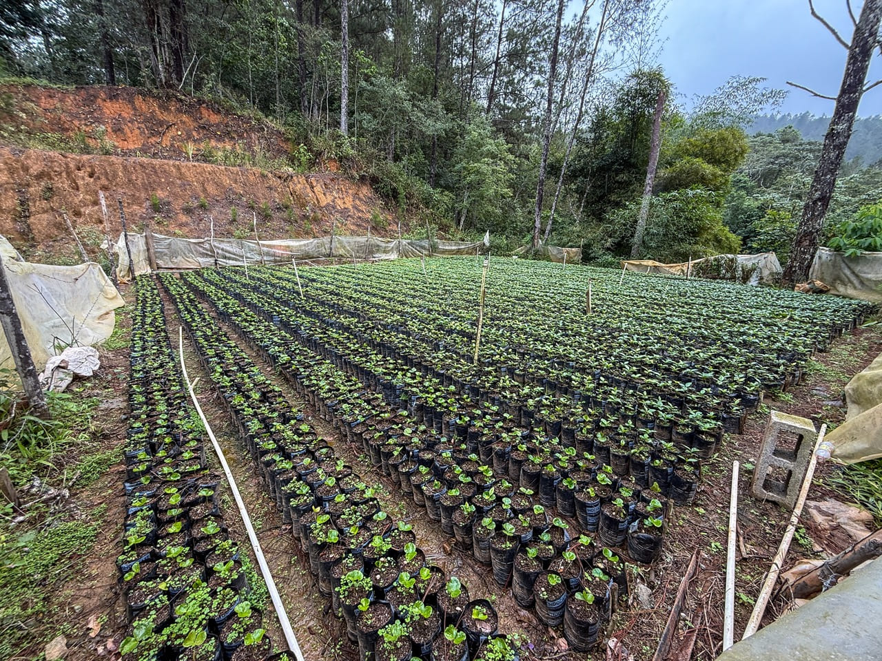 Spirit Mountain Farm