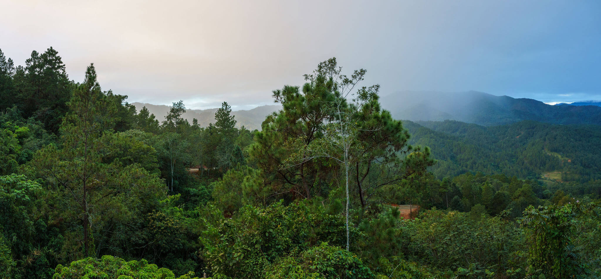 Birdwatching: The Forest Is Never Quiet