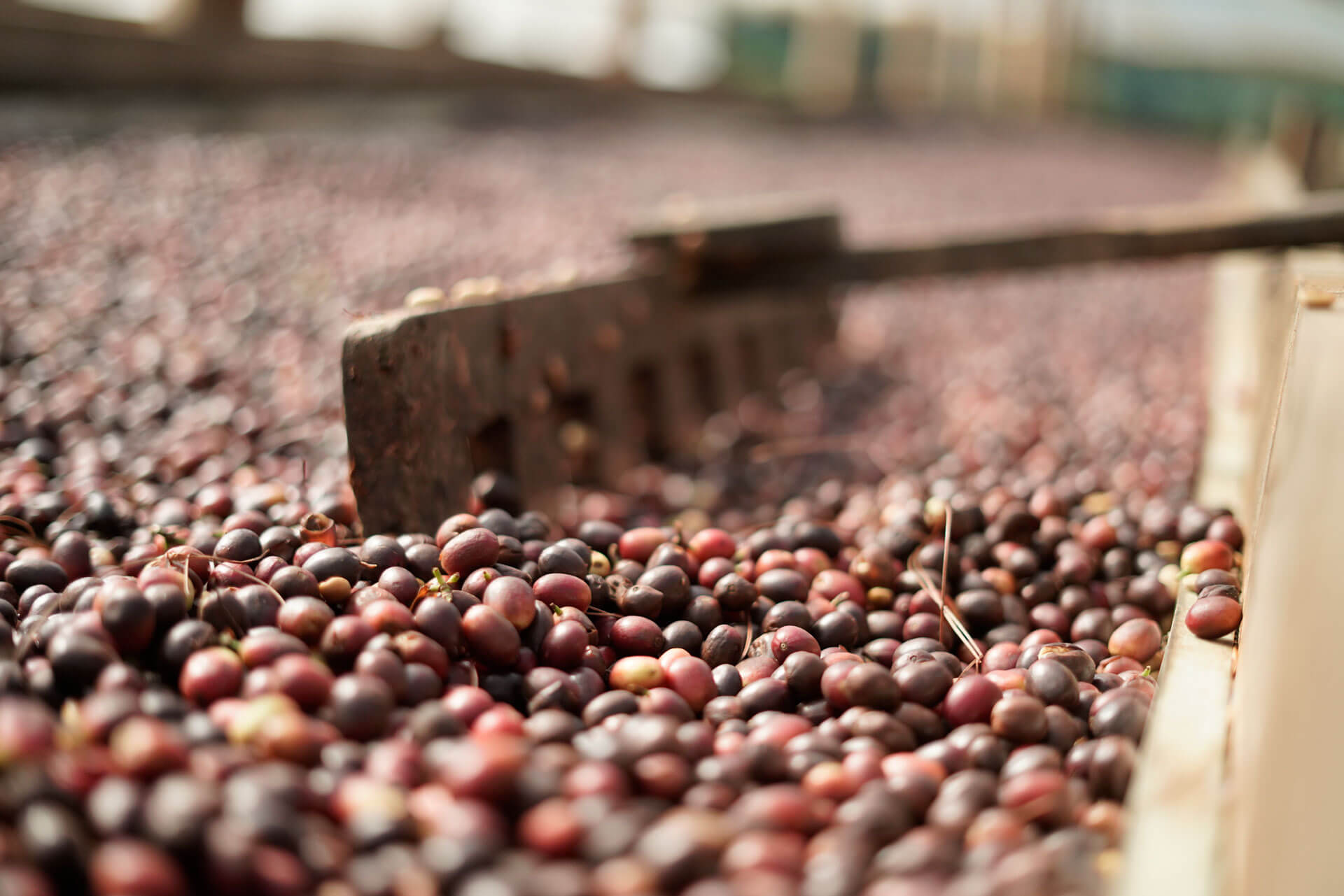 Our Coffee Production